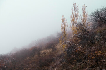 The first fresh autumn snow lies on the trees Blue fog in autumn in November greets winter, with copy space