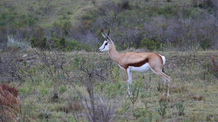 ciervo, bambi