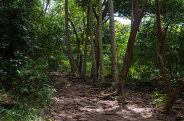 A stone path in the jungle of Sri Lanka in the Rumassala Reserve, near the village of Unawatuna.