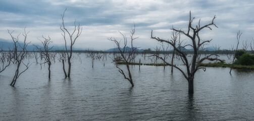 Atmospheric lake and reservoir Veheragala on the Menik Ganga River in Yala National Park in Sri Lanka. Bare, flooded tree trunks against the backdrop of mountains.