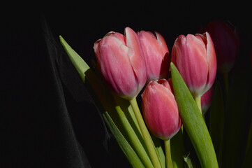 Fototapeta premium Striking Red Tulips with Green Leaves on Black – Minimalist Floral Fine Art with Dramatic Lighting for Wall Art, Ads, or Digital Design