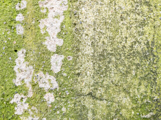 Moss covered concrete wall texture as background natural pattern design element