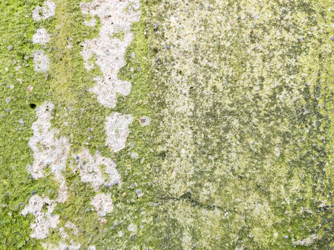 Moss covered concrete wall texture as background natural pattern design element