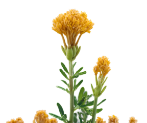 Captivating close-up of vibrant yellow fenugreek flowers, showcasing intricate botanical details and the plant's natural beauty, perfect for illustrating herbal medicine, culinary arts