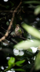 Colibri descansando © Esteban
