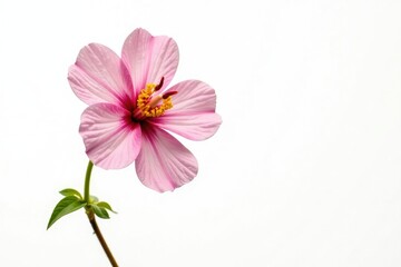 Delicate flower isolated on white background, showcasing its intricate details and colors, flowers, organic