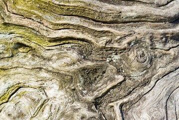 This close-up showcases a beautifully gnarled and twisted piece of driftwood, expertly weathered by time and the relentless elements, revealing an array of unique patterns and textures.