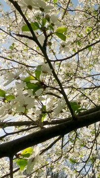 Vertical video, Moving upward from a thick green tava through the branches of a blossoming fruit tree, Backlighting (Contre-jour), Bottom view. Natural spring garden background