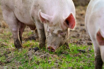 A dirty pink pig with large ears is standing in a grassy field, curiously looking at the camera while surrounded by nature. The pig s bristles glisten in the sunlight, adding charm to the scene.