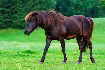 A beautiful brown horse with a long mane and tail is walking on a green grass field. The horse is in focus, and the background is slightly blurred. Isolated on a green background.