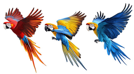 Obraz premium Colorful Macaw Parrots in Flight