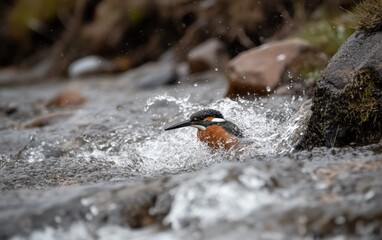 A common kingfisher bird emerges from a shallow rocky stream, splashing water.  The bird's vibrant colors contrast with the muted tones of its surroundings