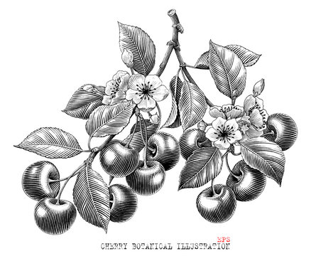Cherry branch botanical illustration hand draw vintage engraving style black and white clip art