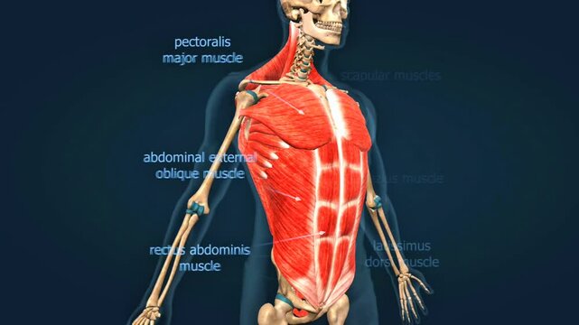 Anatomy of the muscles of the trunk