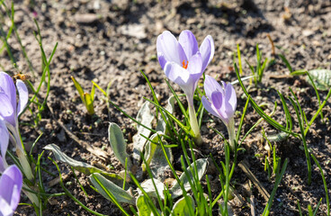 Spring crocus flowers blooming in garden on sunny day