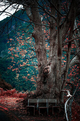 Fototapeta premium A breathtaking scene featuring an ancient, weathered tree adorned with delicate red and orange leaves, standing as a silent guardian over a rustic bench.