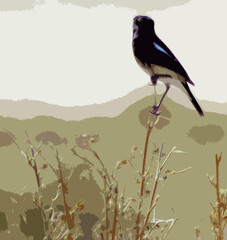 Original name(s): Hume's wheatear is a species of bird in the Old World flycatcher family Muscicapidae 