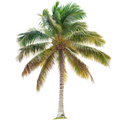 Lush tropical palm tree swaying gently in the warm breeze against a clear sky