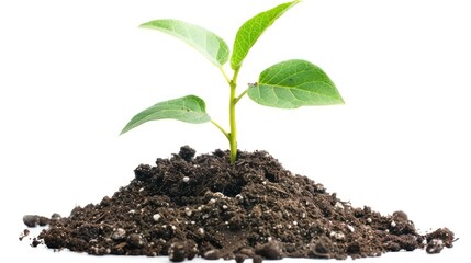 A small green plant is growing in a pile of dirt on white background