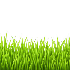 Fototapeta premium A vibrant row of lush green grass blades against transparency background, showcasing nature simplicity and freshness. Perfect for outdoor, gardening, or nature themed designs