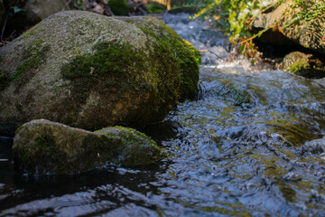 small stream in the forest