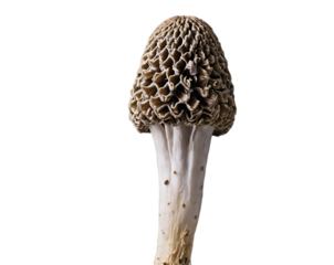 Captivating Morel Mushroom Isolated on a plain backdrop, An intricate close-up displaying the unique texture and pattern of this prized edible fungus, perfect for culinary or botanical themes