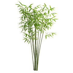 Tall 3D Bamboo Plant with Slender Green Stalks and Green Leaves Isolated on Transparent Background