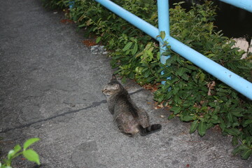 cat on the grass
