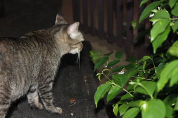 cat on the fence