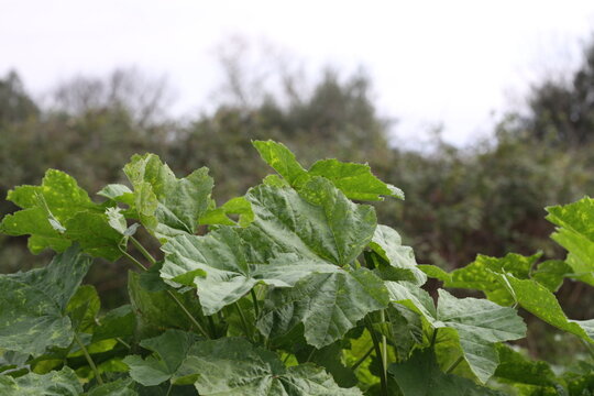 Malva verticillata plant Large green leaves with serrated edges and prominent veins grow densely on thin stems. The foliage shows a lush, healthy appearance