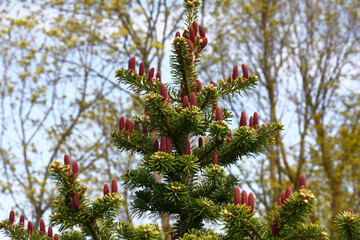 Solar summer evening. On branches of a young fir with green needles there are cones of violet color. In total against the background of needles of a blue fir-tree.