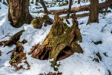 Winterlicher Wald mit Schnee und moosbewachsenen Steinen