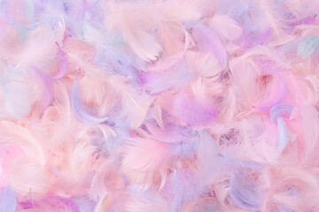 Colorful feather background, top view.
