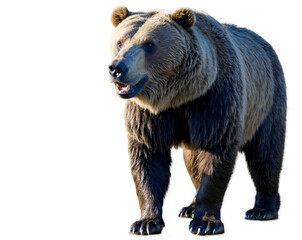 Fototapeta premium Captivating Portrait of a Nandi Bear, A Study in Wild Aggression and Raw Power, Showcasing the Enigmatic Charm of this Elusive Bearlike Creature in Striking Detail