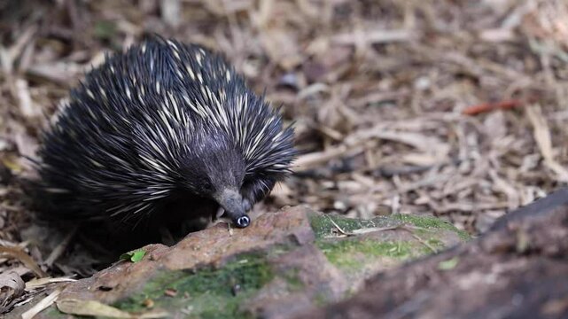 Echidna walking around