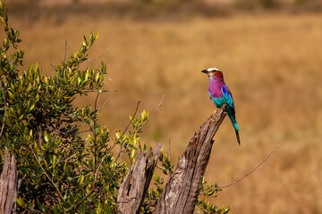A lilac-breasted roller perched in Masai Mara, Kenya