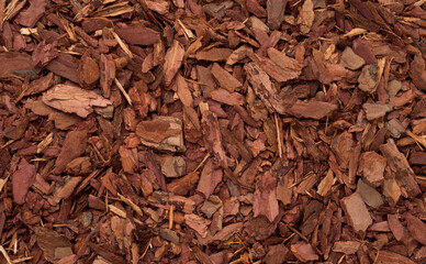 Bark tree mulch background, top view