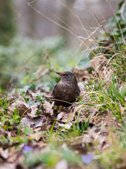little bird in the grass