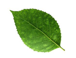 Obraz premium Green leaf displaying intricate veins on a white background
