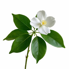 jasmine flower vector