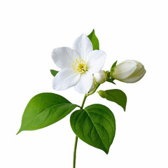 Fototapeta premium jasmine flower vector