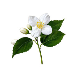 jasmine flower vector