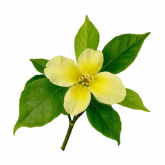 Naklejka premium jasmine flower vector
