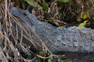 Alligator with its head resting on a dirt mound
