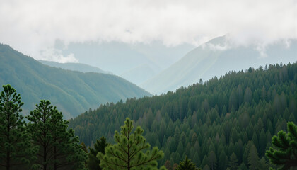 Fototapeta premium Misty pine forest landscape with mountains, ethereal tranquility