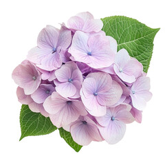 Delicate Lavender Hydrangea Blossom Closeup Floral Beauty