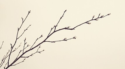 Tranquil Minimalist Composition of Wispy Branches and Buds