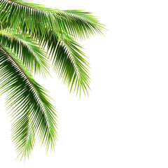 Naklejka premium Lush green palm leaves gracefully arching against a clear blue sky backdrop