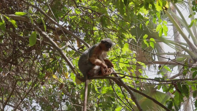 Monkey on a branch trying to catch peanuts