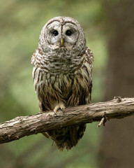 Barred Owl (Strix varia) also known as the northern barred owl, striped owl or, more informally, hoot owl or eight-hooter owl, is a large North American species of owl
